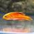 Pintail Fairy Wrasse