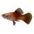 Pineapple Platy 