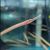 Pipefish - Freshwater Short Snout