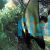 Pinnatus Batfish - Tiny