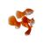 Male Redtail Blonde Guppy