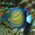 Angelfish Blue Ring Adult XLG