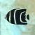 Angelfish Black - Pomacanthus Arcuatus