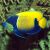 Blue Girdled Angelfish - Large