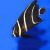 Angelfish French SML