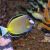 Powder Black Tang Small
