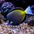 Powder Black Tang 