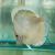 Powder Blue Discus 9cm