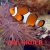 2x Orange and White Clownfish