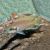Princess Cichlid 4.5cm