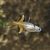 Northern Pacific Blue Eye 3.5cm