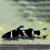 Bumble Bee Catfish - Pseudomystus siamensis