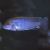 Pseudotropheus Perspicax
