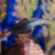 Black Scissortail Dartfish Goby