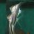 Orinoco Altum Angelfish - Pterophyllum altum 