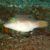 Puffer-Blue Dot - Large