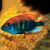 Flame Back Cichlid (Pundamilia Nyererei) 