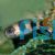 Arulius Barb - Wild 5cm