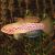 Purple Spotted Gudgeon Upper Tully 