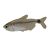 Racoon Tetra