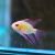 Ramirezi Golden Longfin