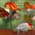 Ranchu