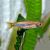 Blue Line Rasbora