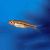 Red Tail Rasbora