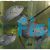 Flowerhorn (Blue Pearl) 5cm