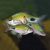 Red Fin Black Spot Barb
