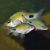 RedFin Black Spot Barb