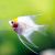 Red Headed Pearlscale Angelfish