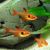 Red Phantom Tetra 