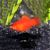 Red Platy