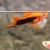 Red Tuxedo Swordtail - Xiphophorus helleri