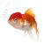 Oranda Red & White