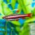 Red Dwarf Pencilfish (Type II)