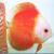 Red Melon Discus