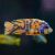 Orange Blotch - Zebra OB