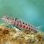 Red Spotted Sandperch