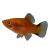 Red Twin Bar Platy 4cm