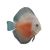 Red & White Discus 