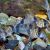 Reynoldsi Corydoras