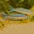 Rhad - Bribie Island 3.5m