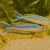 Rhad Bribie Island