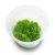 Riccia