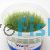 Riccia Tissue Culture Tub