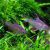 Rosy Tetra 