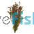 Rotala 'H'RA' - Submersed - Bunch