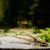 Royal Whiptail Catfish